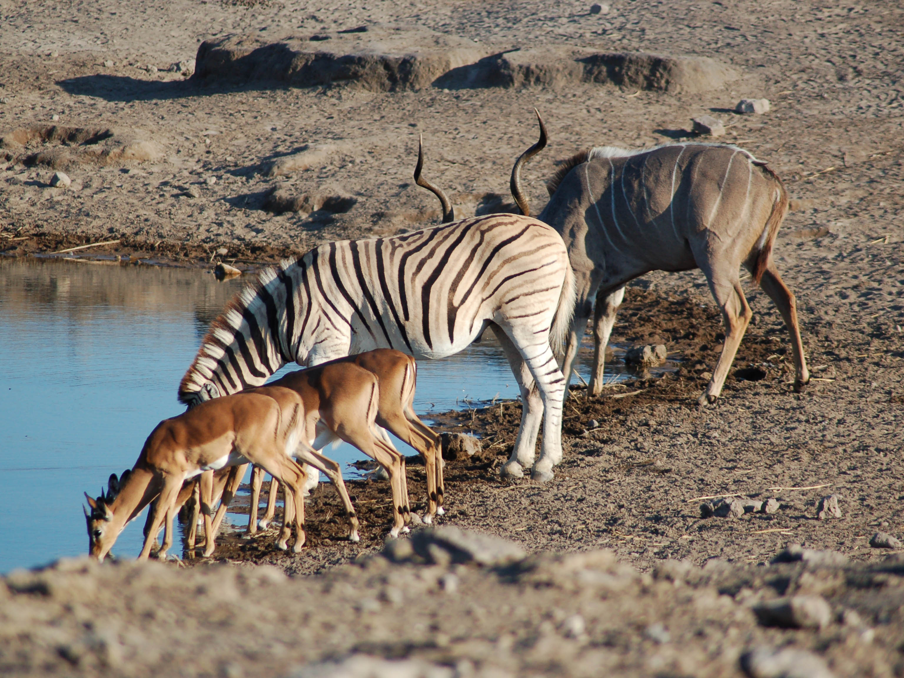 Namibia Etosha Safari