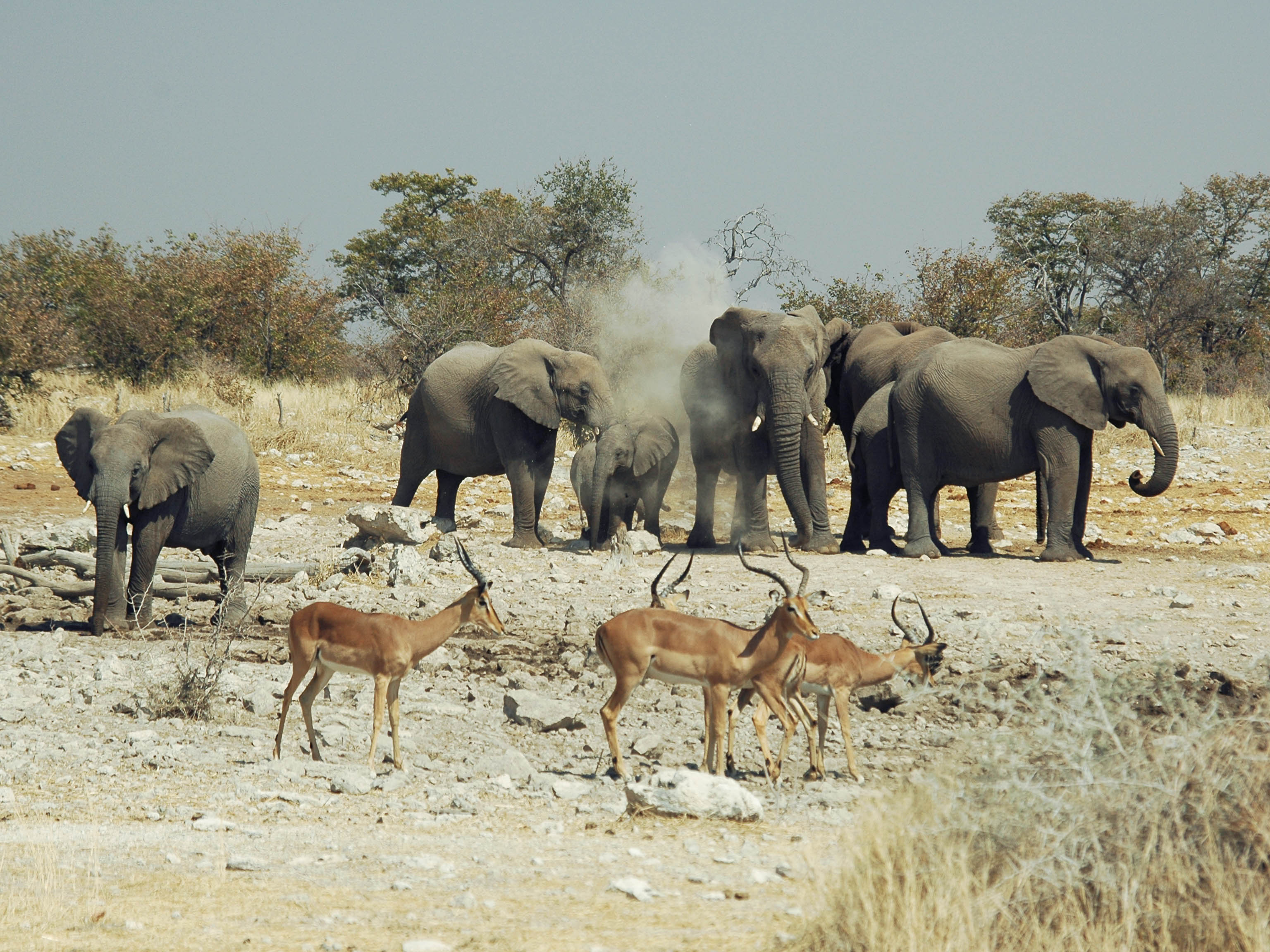 Namibia Etosha Safari