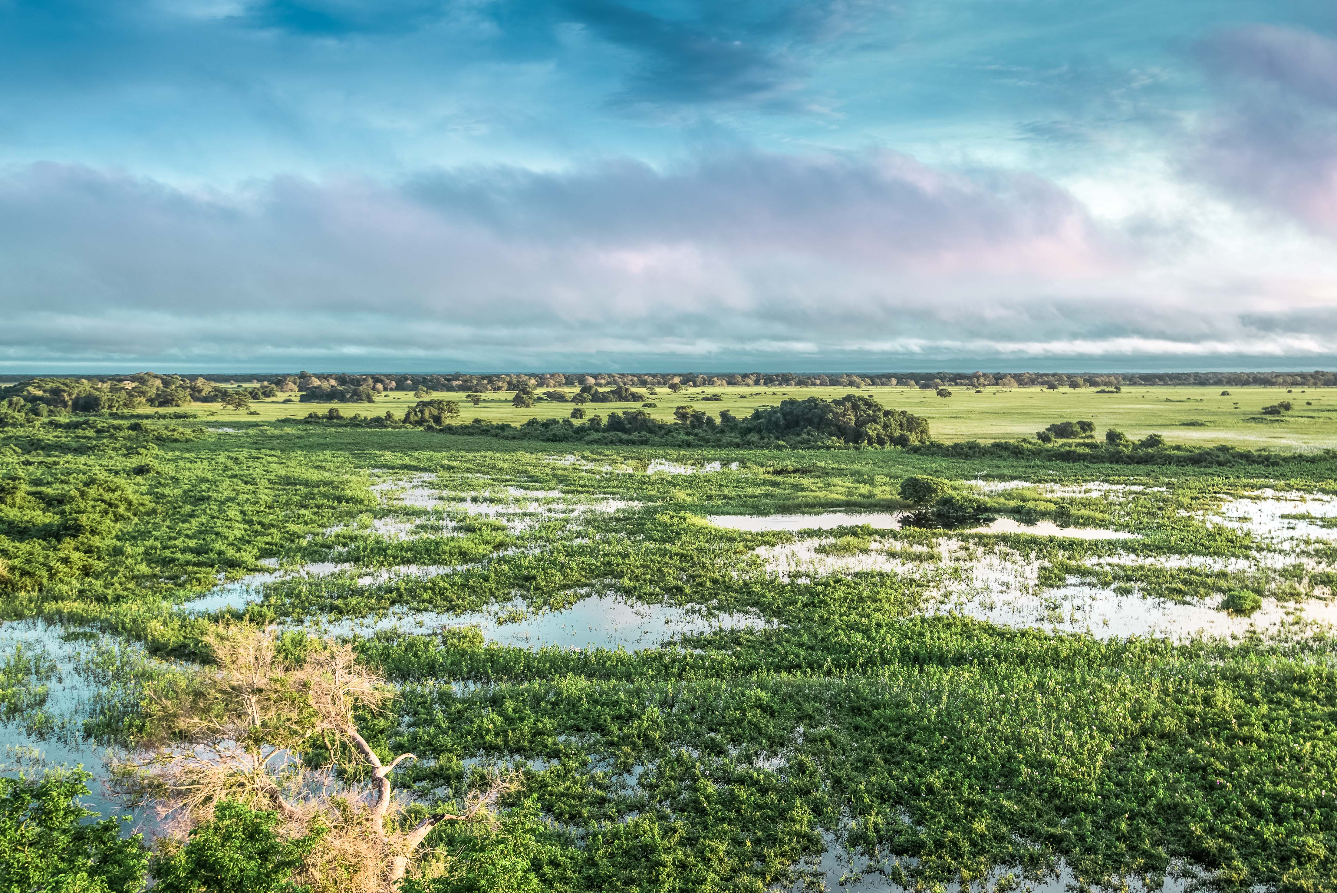 Pantanal.jpg